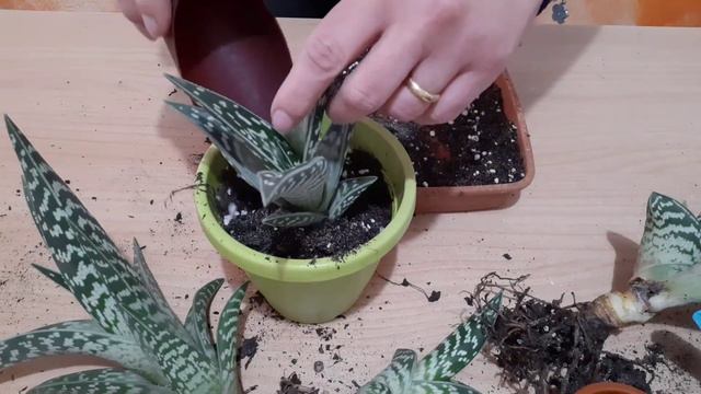 Aloe Variegata Rinvaso