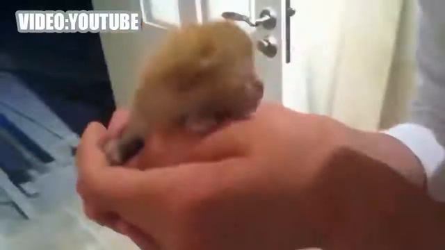 КОТИКИ ПЛАЧУТ, ПОТОМУ ЧТО ДАША НЕ ХОЧЕТ ЕХАТЬ НА ЛЫЖАХ((((((( смотреть онлайн