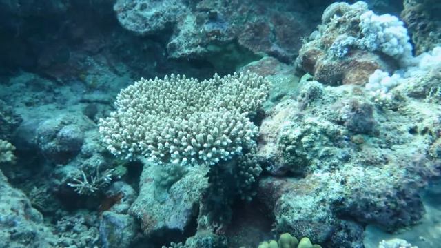 scuba diving great barrier reef 6 смотреть онлайн