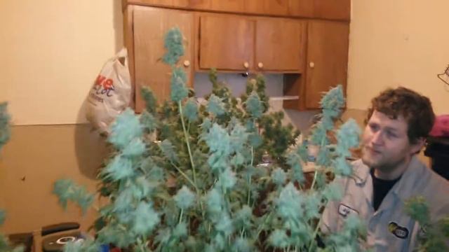 HARVEST DAY!!!!! (MK ULTRA KUSH & SUPER SOUR DIESEL WEEK 10 FLOWER) смотреть онлайн