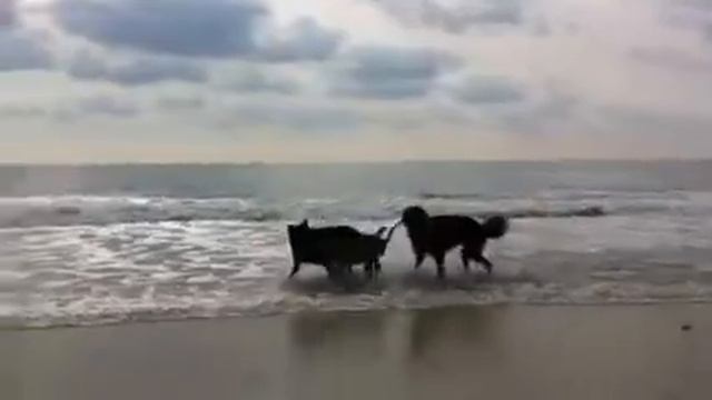 German Shepherds - Salty Sea Dogs смотреть онлайн