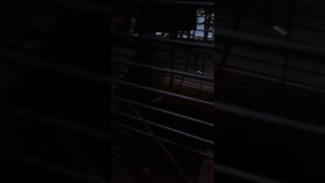 Дегу разбилась! смотреть онлайн