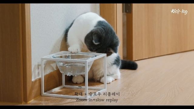 떨어지는 물방울을 잡고싶었던 고양이 (petlog 29) - Feat. 김치전과 막걸리