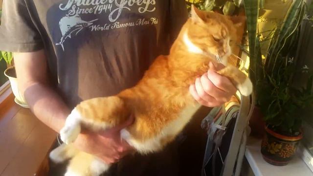 Всемирно известный кот-гитара. World famous cat-guitar. смотреть онлайн