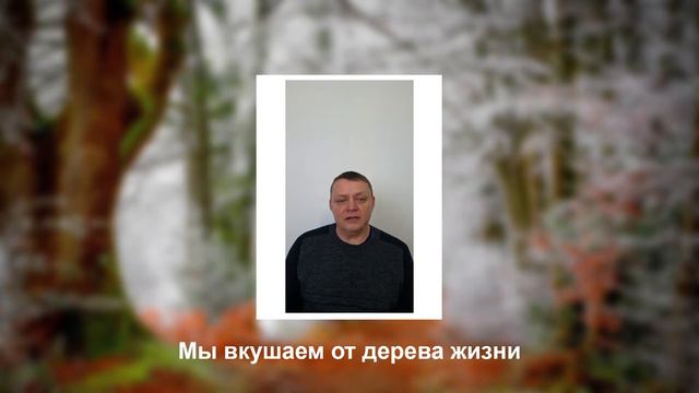 Мы вкушаем от дерева жизни смотреть онлайн