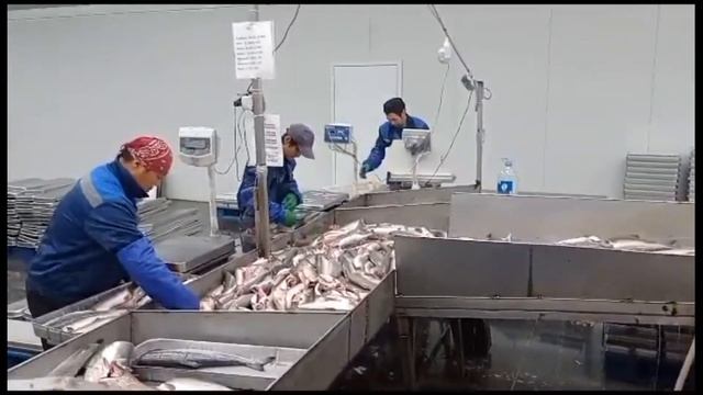 Производитель красной рыбы и икры на Камчатке смотреть онлайн