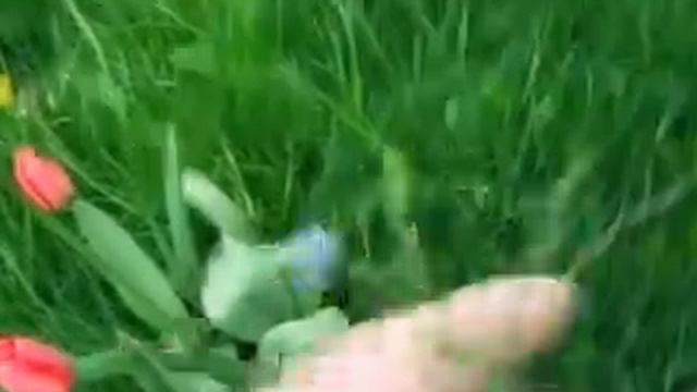 Overwintering Marylin flax plant in Victoria BC. Flowered in early April and has new shoots too.