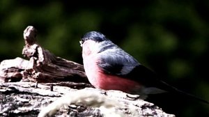 Звуки природы. Пение снегиря. Шум леса (кукушка, сверчки, пение птиц, ветерок)