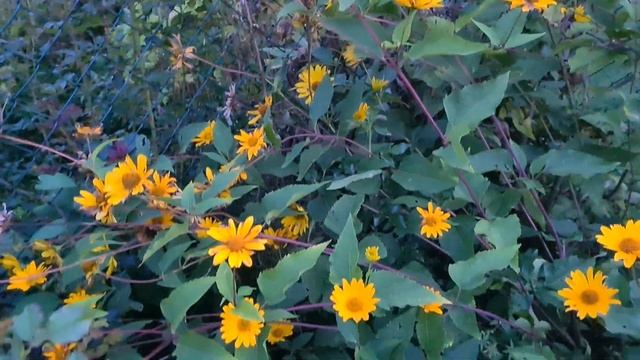 Чудо дерево и летят шары, цветёт Гибискус, кот, ежик растёт, цветы, обзор местности смотреть онлайн