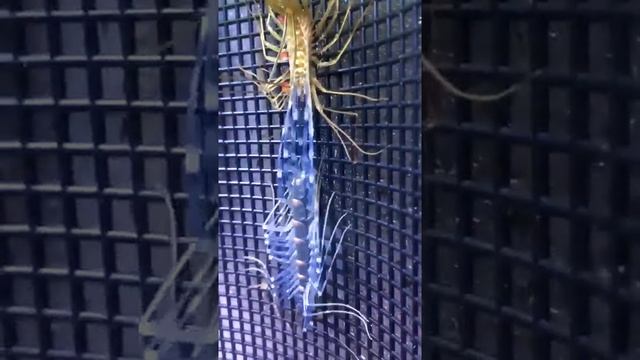 Scutigera Coleoptrata | House Centipede #short #shorts #shortsvideo #youtubeshorts #trending смотреть онлайн