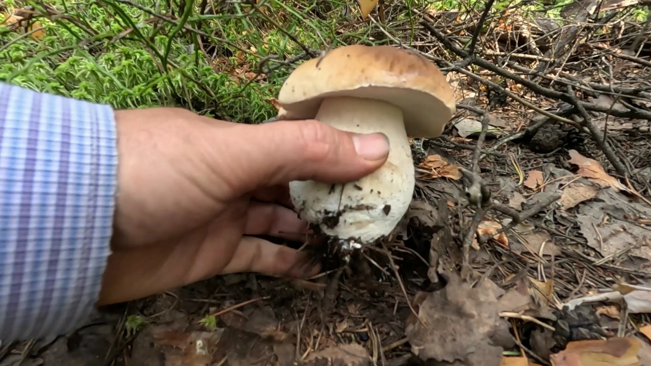 Благородные белые грибы смотреть онлайн