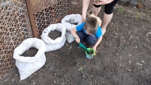 Выращивание картофеля-в мешке.Метод посадки картофеля.Эксперимент.17.05.2020