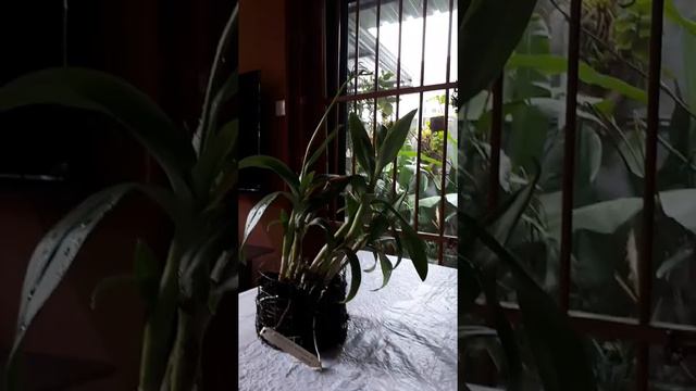 Dendrobium phalaenopsis is the proof that stressed orchid pushed out spike. смотреть онлайн