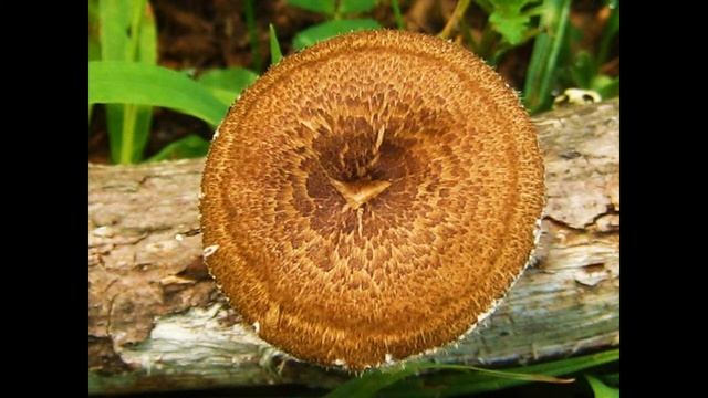 Lentinus arcularius смотреть онлайн
