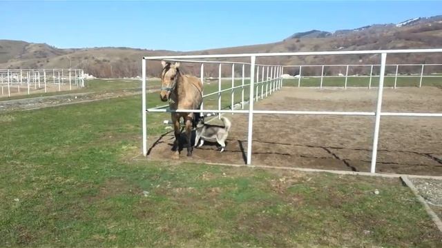 Приучение собаки к общению с лошадьми смотреть онлайн