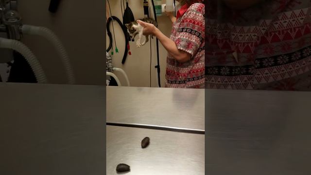 Double decker cuterebra removal on Lori the kitten. смотреть онлайн