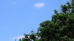 Сильный ветер в лесу. Звуки Ветра В Лесу. Шум ветра