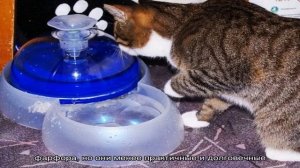 Автоматическая поилка для кошек: какую выбрать