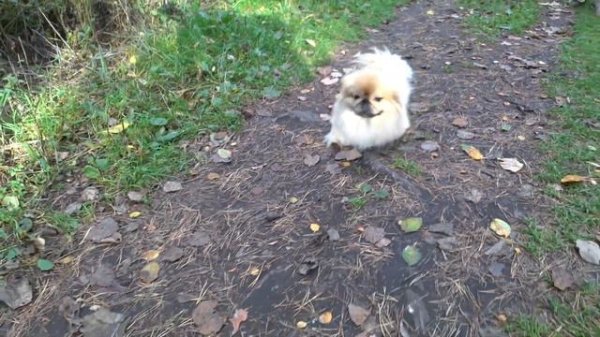 Pug and pekingese Мопс и пекинес