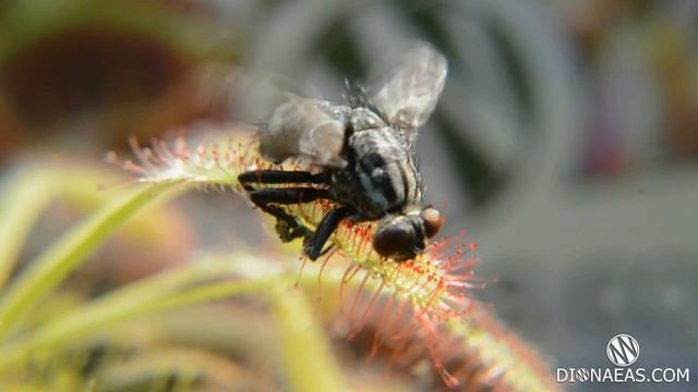 Росянка, уход, как пересаживать, Carnivorous, Charlie Flytrap, Drosera, Capensis - DIONAEAS.COM