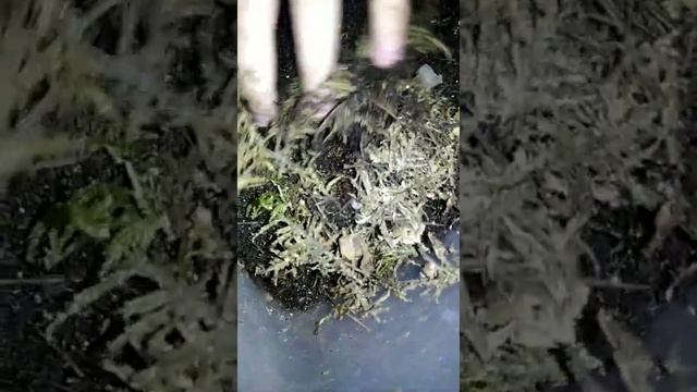 первая кладка архов ???????