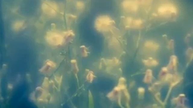 Валерий Гаврилин Вечерняя музыка Перезвоны смотреть онлайн