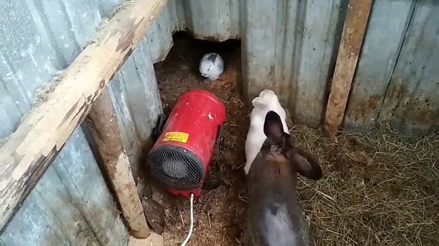 Нужен совет.Попытка просушить кроличью нору привела к Неожиданному результату. смотреть онлайн