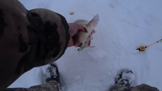 Ловля язя зимой на удочку. Река Обь. смотреть онлайн