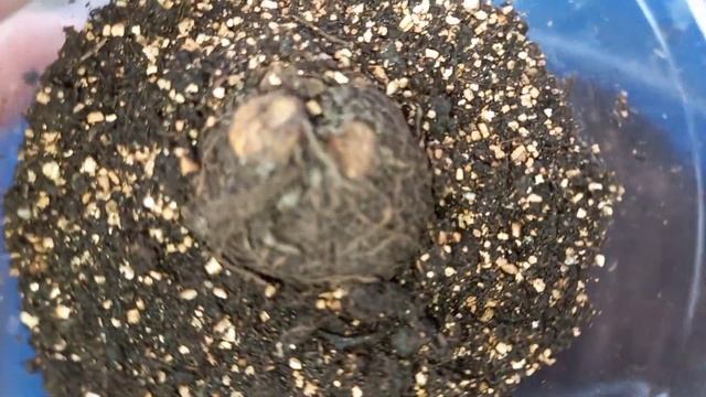 Как пробудить клубень бегонии?