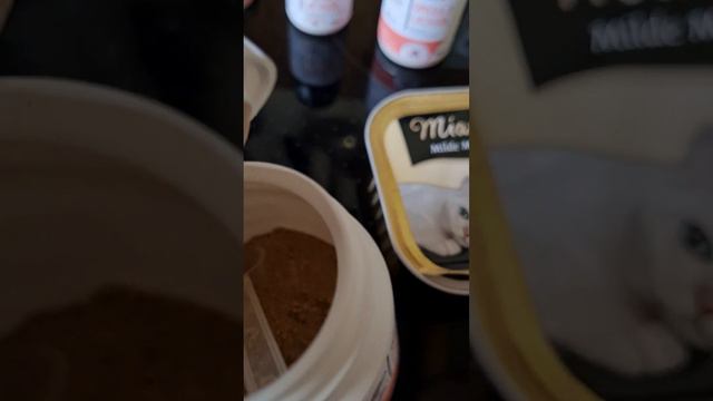 Лайфхак от Ветеринара.Как заставить кошку есть корм если она от него отказываетса?