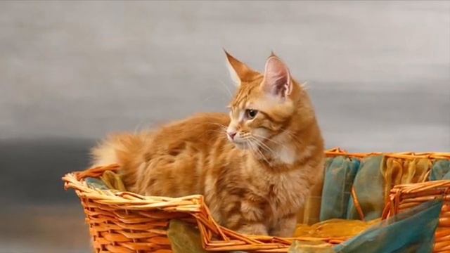 Кошка Мейн Кун родила 4 котёнка. Архив. Maine Coon cat gave birth to 4 kittens. Archive. смотреть онлайн