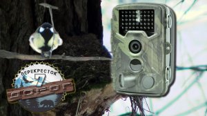 Фотоловушка на кормушке.  Кто посещает кормушку? Наблюдения за птицами.