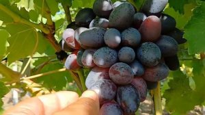 Виноград Помпеи и Белый клык 2024.mp4