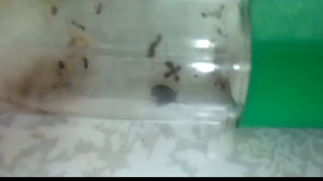 Яйца СЛИЗНЯКА... Розыгрыш. OneMaxAnt.