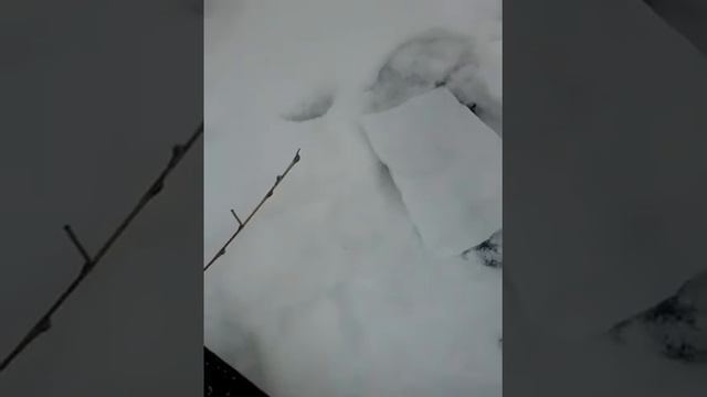 Ставим капка на зайца смотреть онлайн
