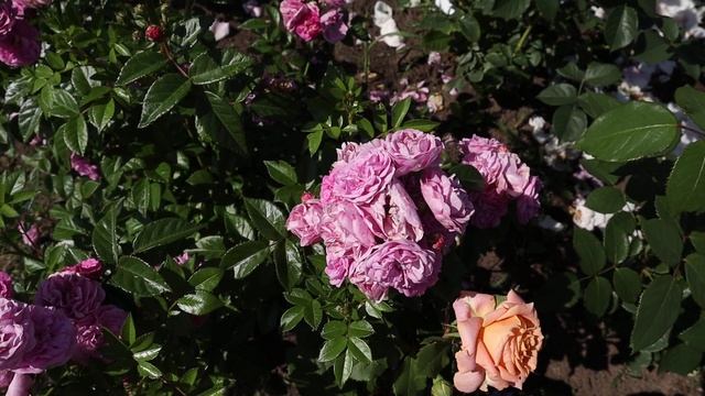 Лучшая из лучших - роза Аллевья - НОВИНКА мускусная роза 2019 года. Rosa Allevia смотреть онлайн