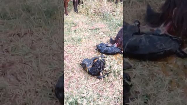 Зойдани Буз 2-тавалуд кард смотреть онлайн