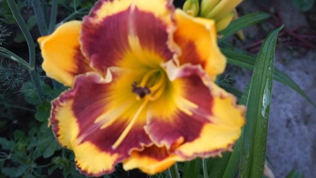 Лилейник NEW PARADIGM смотреть онлайн