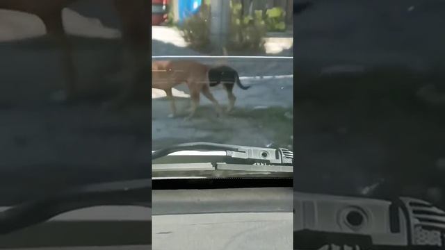 Видео,приколы,юмор,смех смотреть онлайн