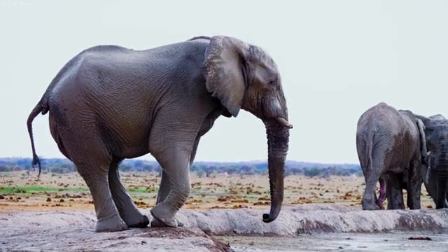 4K African Wildlife: Mana Pools National Park, Zimbabwe - Scenic Wildlife Film With Real Sounds