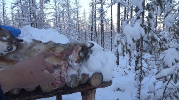 Якутия. Поймал трёх волков.