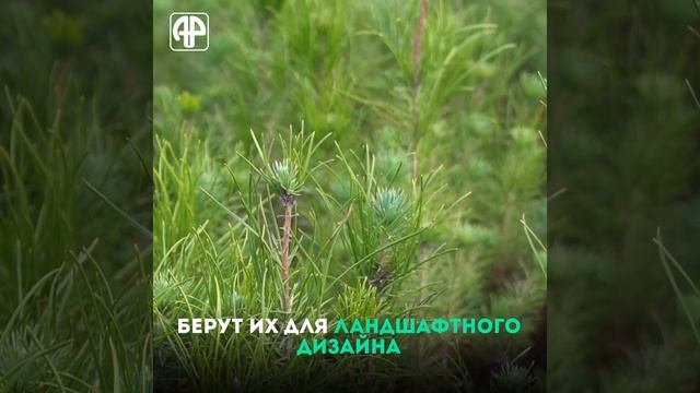 Таджикистан: сколько стоит настоящая живая елка смотреть онлайн
