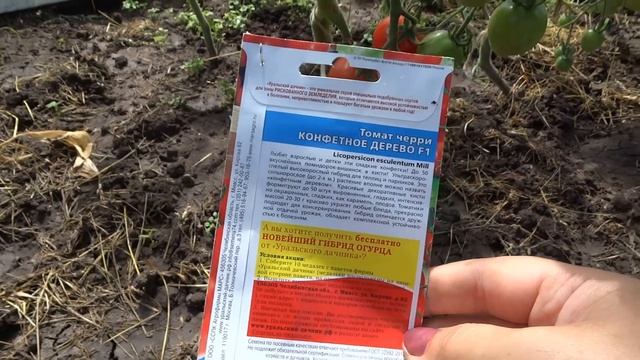 Обзор сорта томата Конфетное дерево в теплице Сибири смотреть онлайн