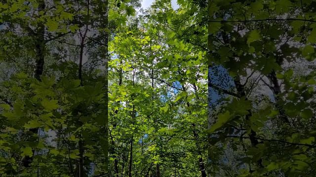 Бутовский лес. Небо. Июнь 2024г.mp4 смотреть онлайн