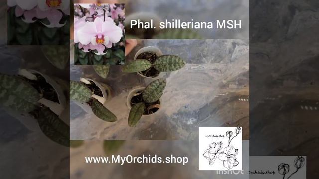 Phalaenopsis schilleriana "MSH" смотреть онлайн