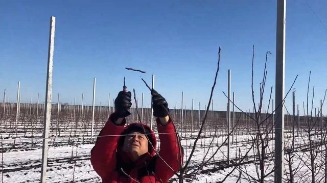 Формировка молодых деревьев в ООО "Агрофирма"СадМашСервис" (Расширенная версия) смотреть онлайн