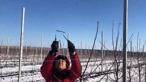 Формировка молодых деревьев в ООО «Агрофирма«СадМашСервис» (Расширенная версия)