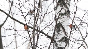 Юрий Истомин (группа Колыма) - Снегири