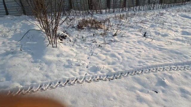 #ЭкоЧудоУрожай #Органическиеовощи зимой. Топинамбур. смотреть онлайн