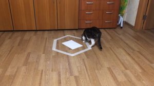 Способ поймать кошку ))